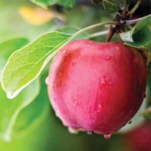 Looking for Lost Apple Cultivars